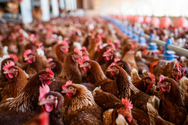 Agriculture Services