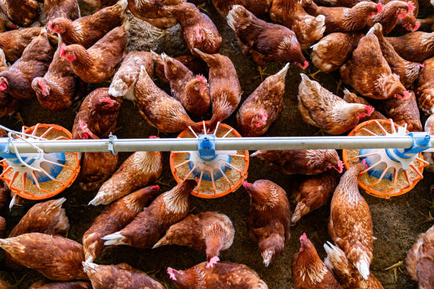 Agriculture Services